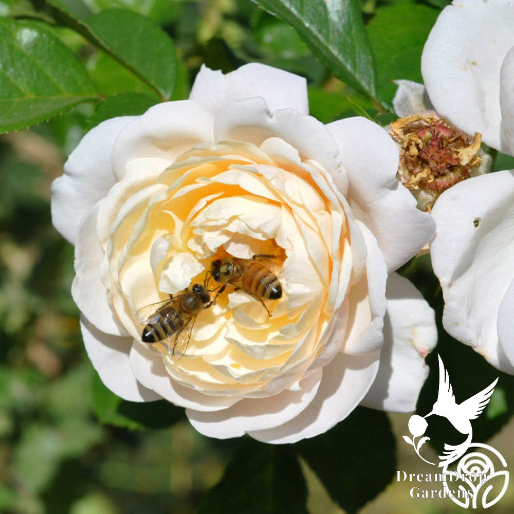 Rose - Cloud 10 — DreamDrop Gardens photo 9