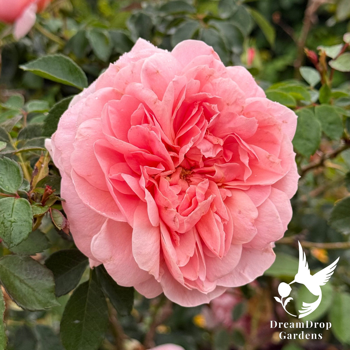 Rose - Colette — DreamDrop Gardens photo 10