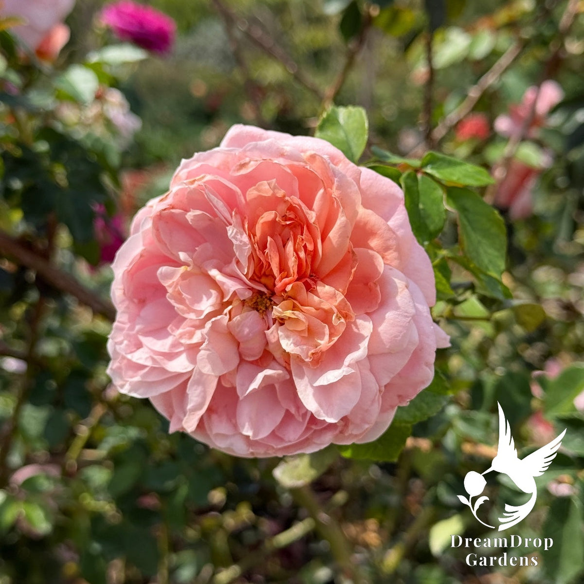 Rose - Colette — DreamDrop Gardens photo 11