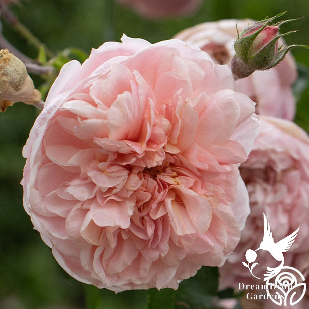 Rose - Colette — DreamDrop Gardens photo 12