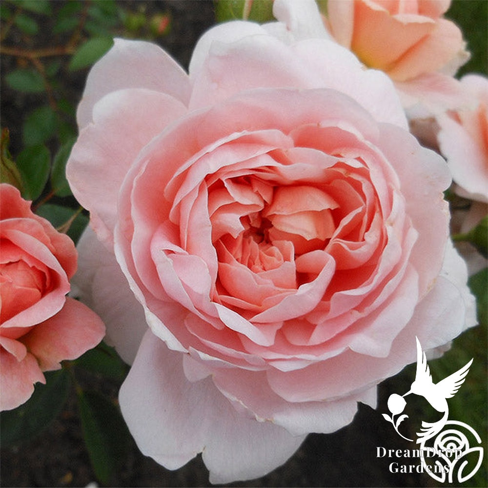 Rose - Colette — DreamDrop Gardens photo 13
