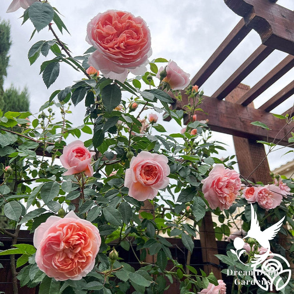 Rose - Colette — DreamDrop Gardens photo 14
