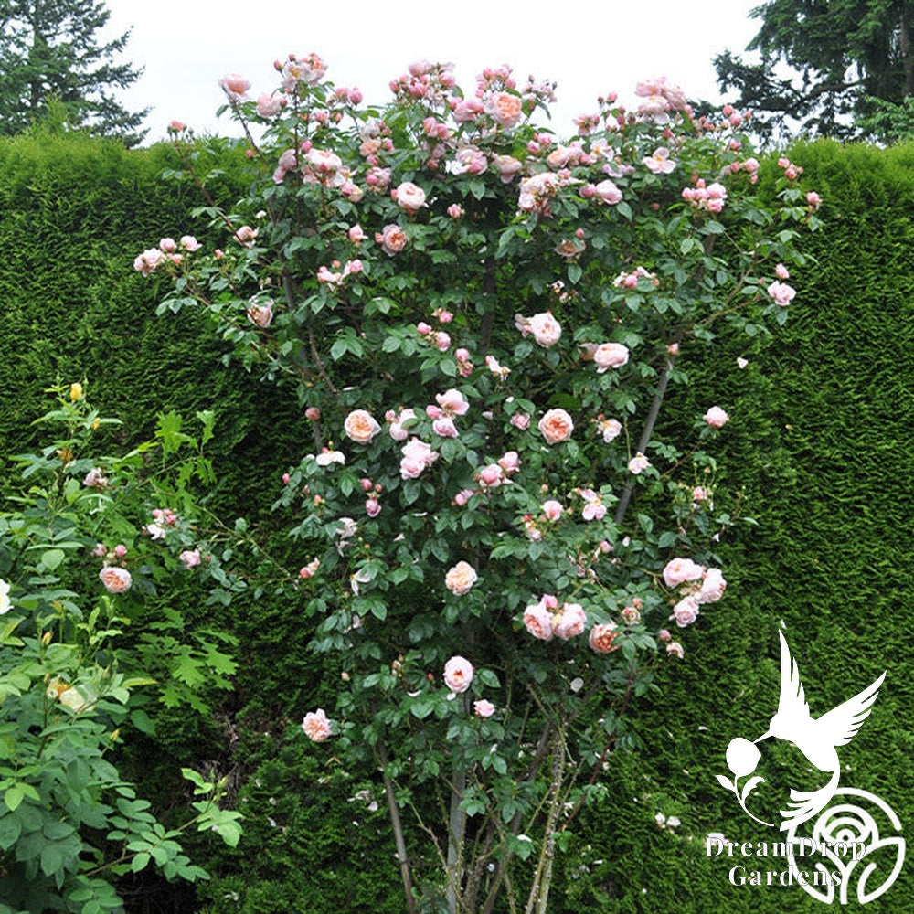 Rose - Colette — DreamDrop Gardens photo 15