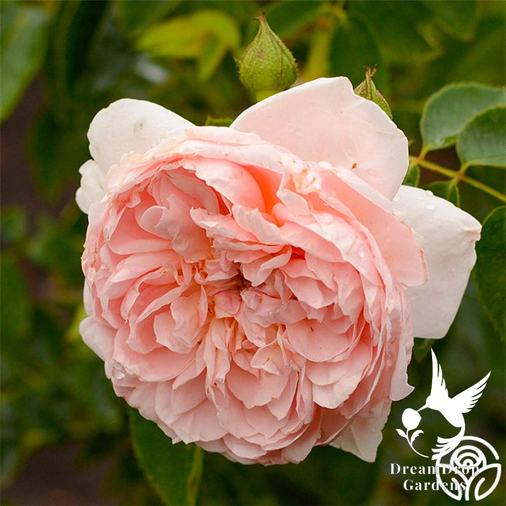 Rose - Colette — DreamDrop Gardens photo 16