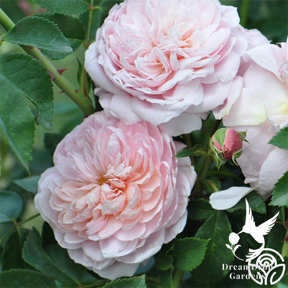 Rose - Colette — DreamDrop Gardens photo 17