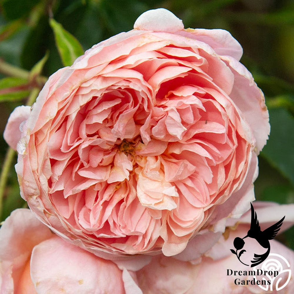 Rose - Colette — DreamDrop Gardens photo 18