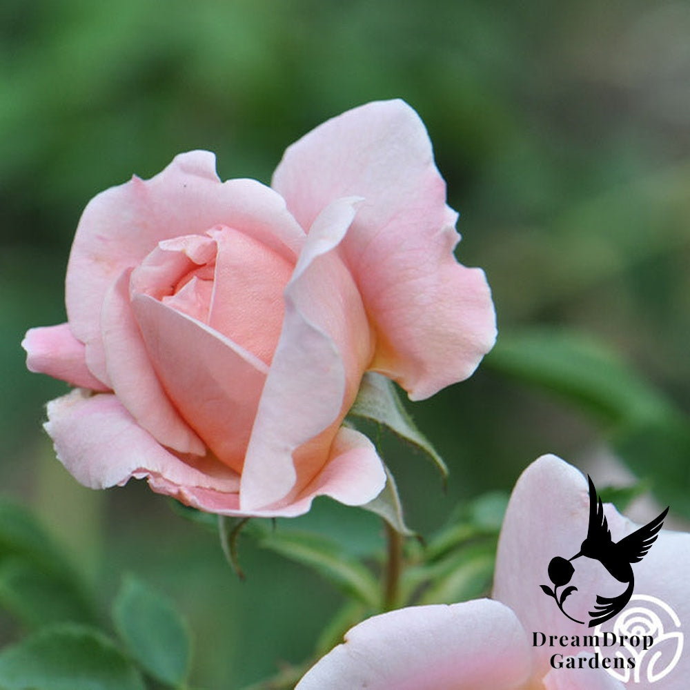 Rose - Colette — DreamDrop Gardens photo 19