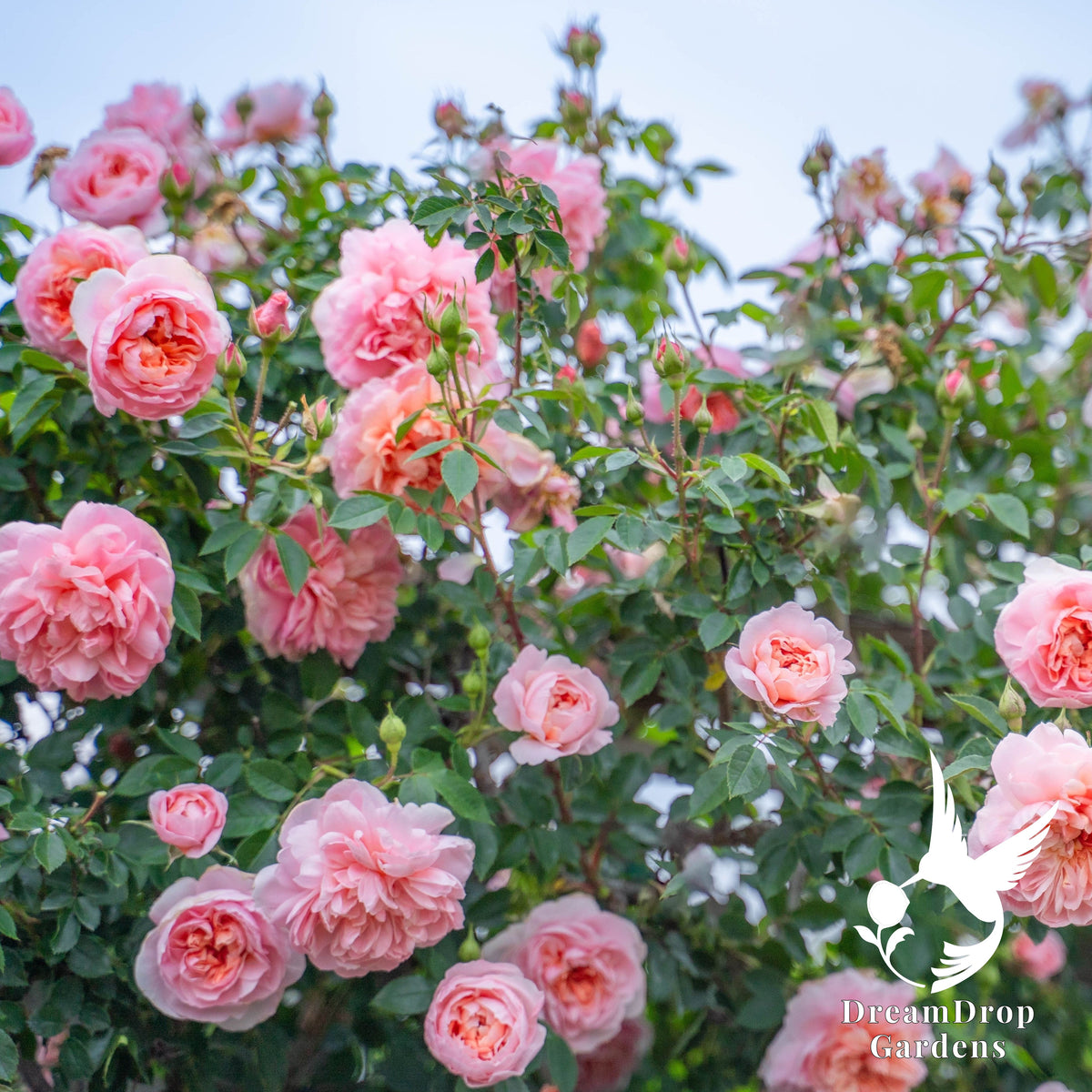 Rose - Colette — DreamDrop Gardens photo 1