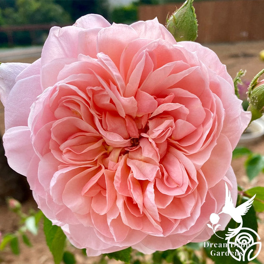 Rose - Colette — DreamDrop Gardens photo 20