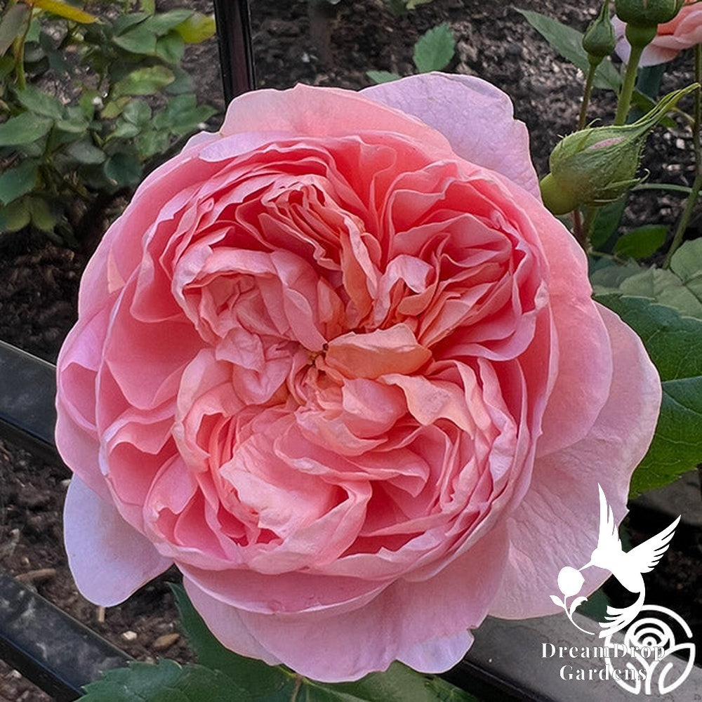 Rose - Colette — DreamDrop Gardens photo 21