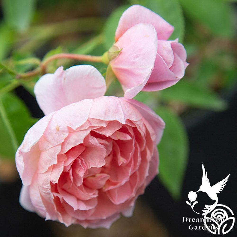 Rose - Colette — DreamDrop Gardens photo 22