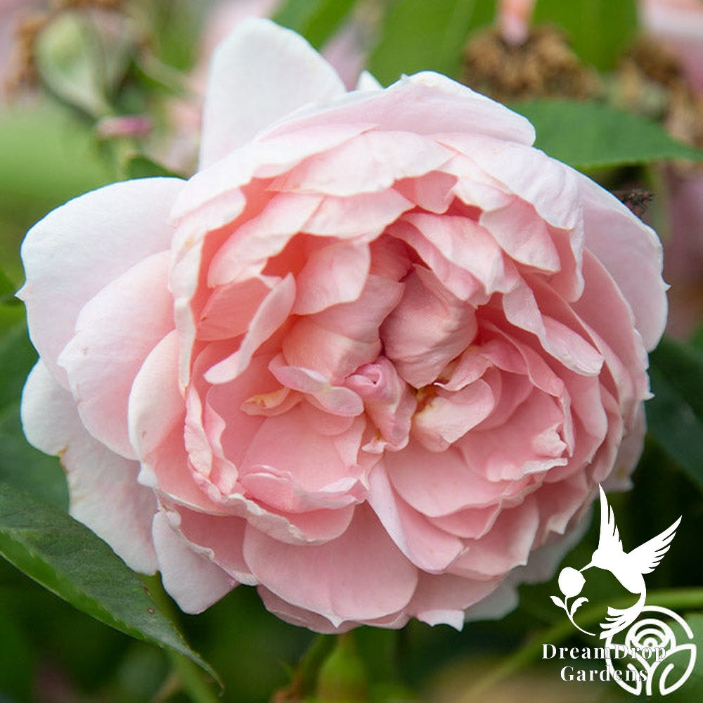Rose - Colette — DreamDrop Gardens photo 23