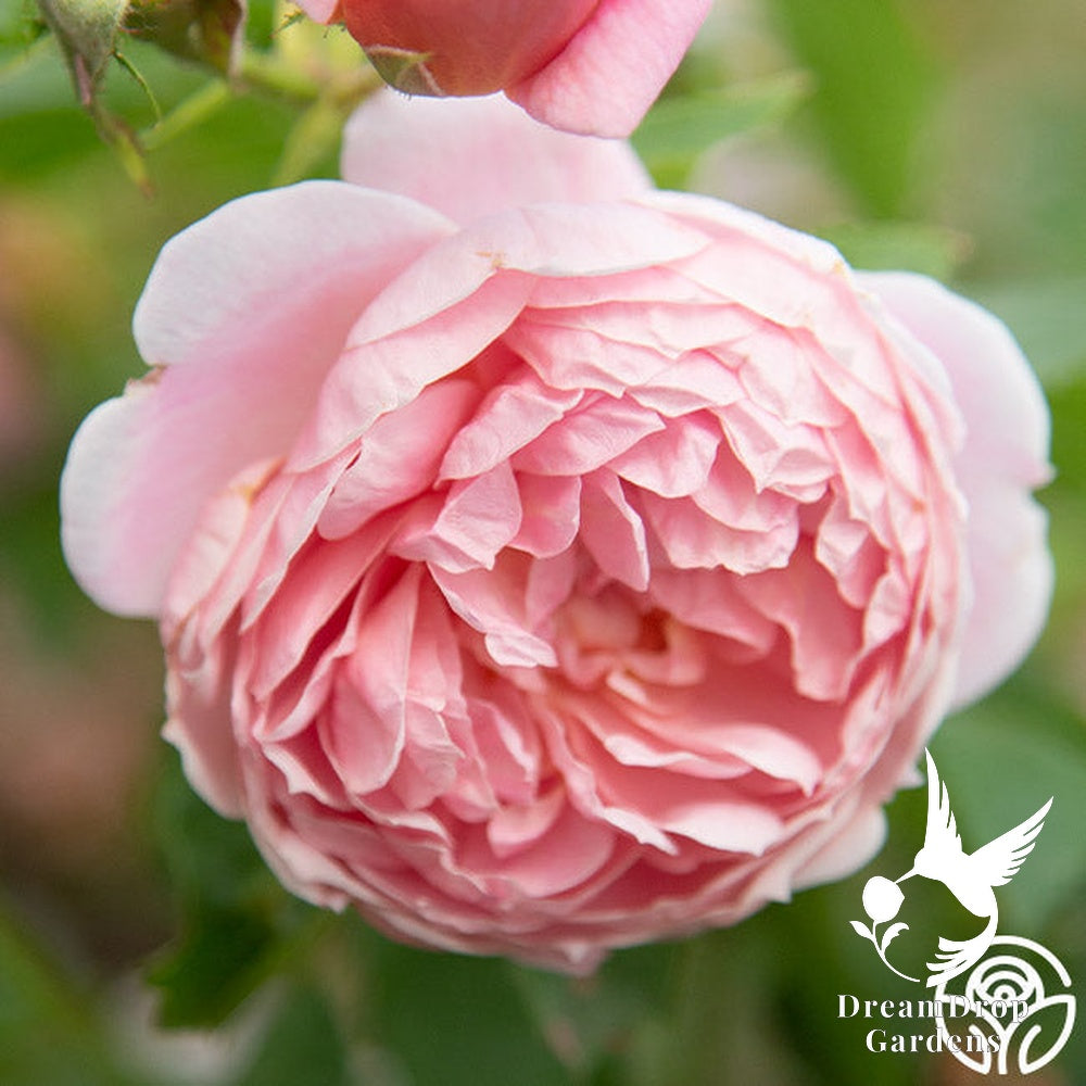 Rose - Colette — DreamDrop Gardens photo 24