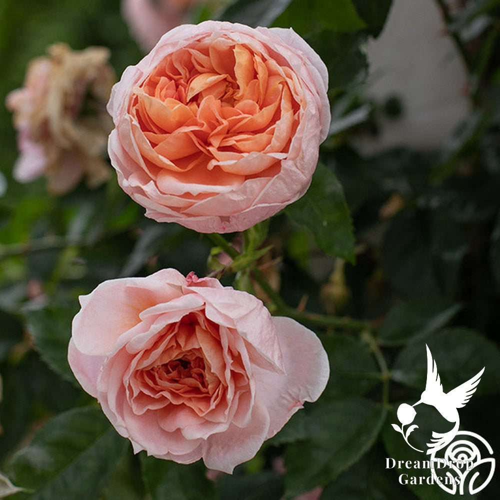 Rose - Colette — DreamDrop Gardens photo 25