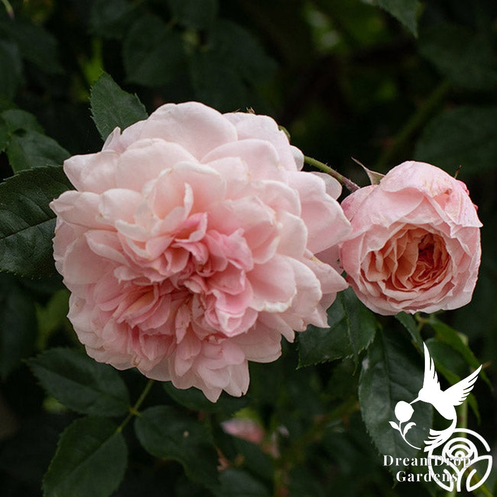 Rose - Colette — DreamDrop Gardens photo 26