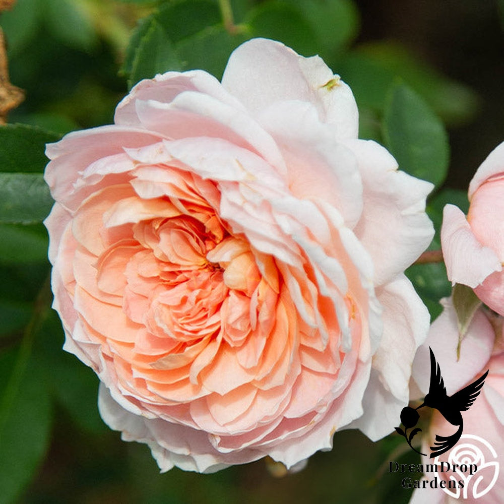 Rose - Colette — DreamDrop Gardens photo 27