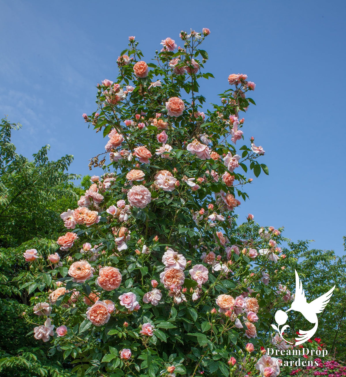 Rose - Colette — DreamDrop Gardens photo 28