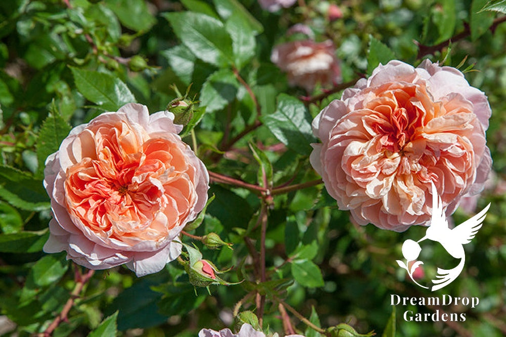 Rose - Colette — DreamDrop Gardens photo 29