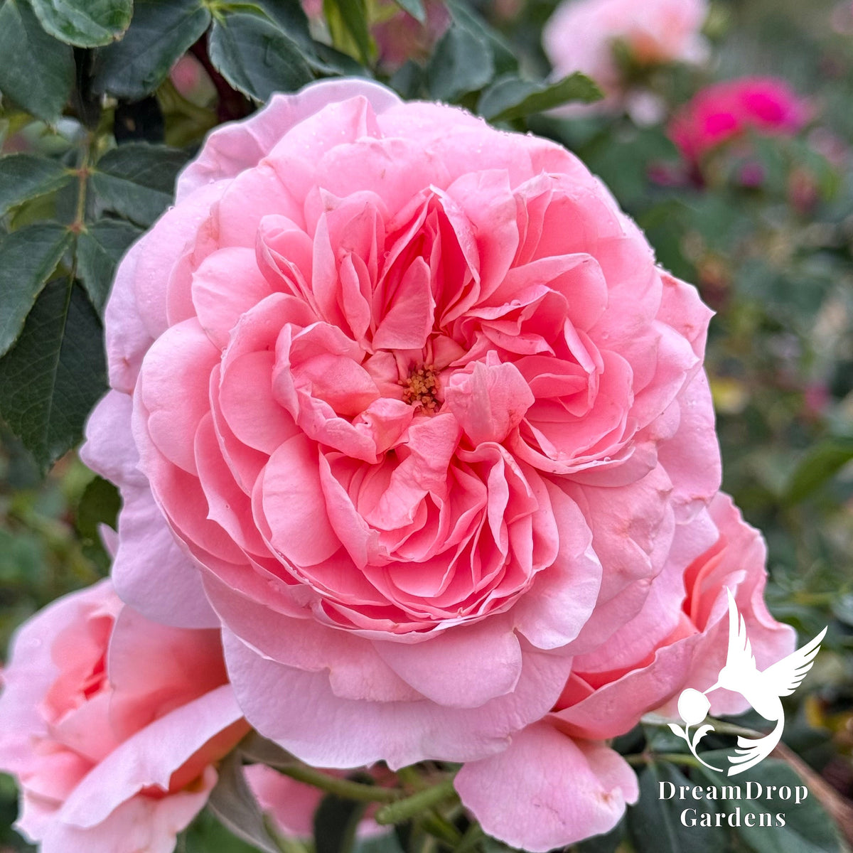 Rose - Colette — DreamDrop Gardens photo 2
