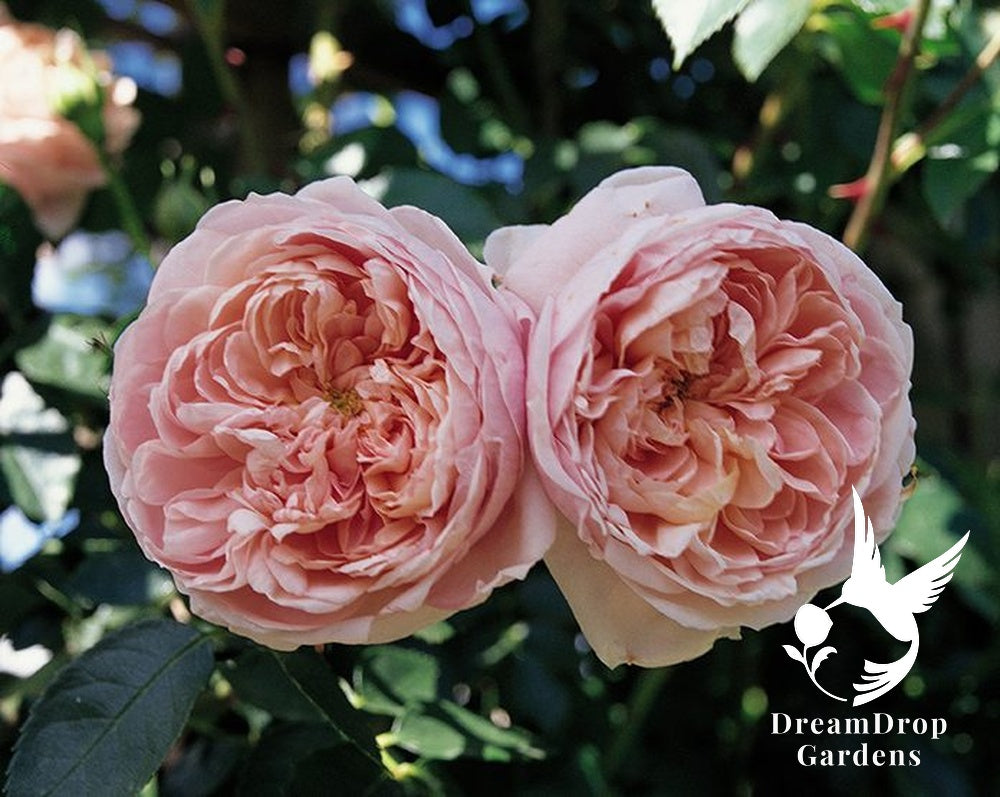 Rose - Colette — DreamDrop Gardens photo 30