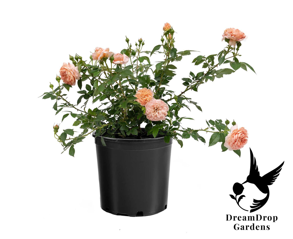 Rose - Colette — DreamDrop Gardens photo 31