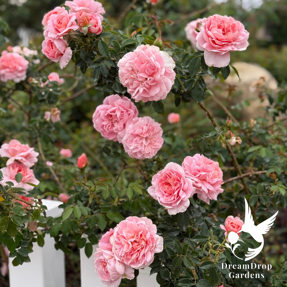 Rose - Colette — DreamDrop Gardens photo 3