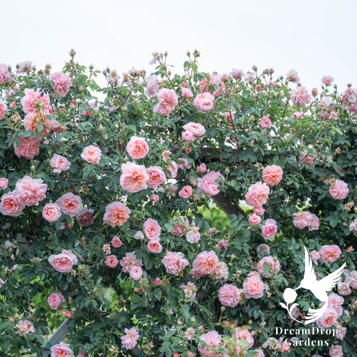 Rose - Colette — DreamDrop Gardens photo 4