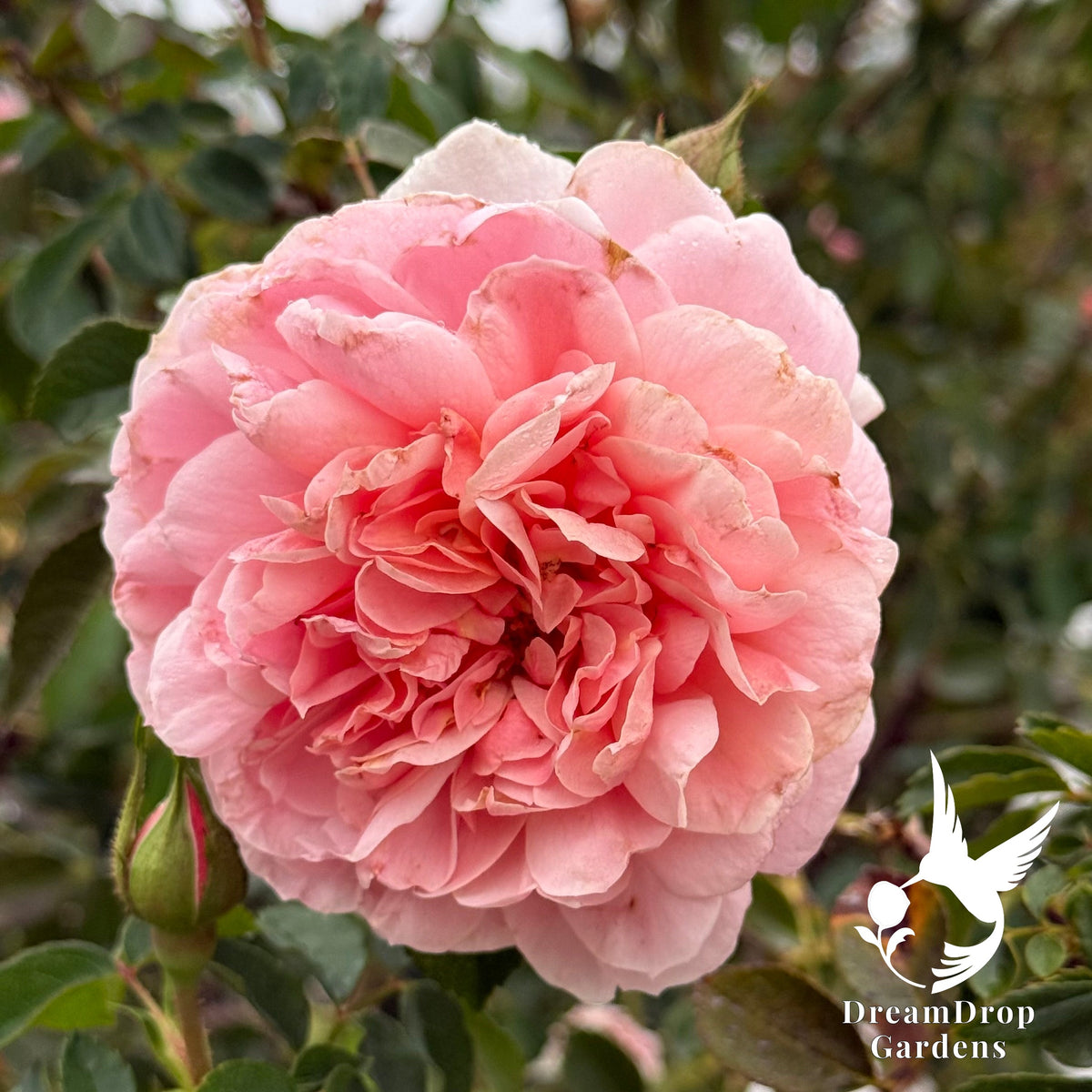 Rose - Colette — DreamDrop Gardens photo 5
