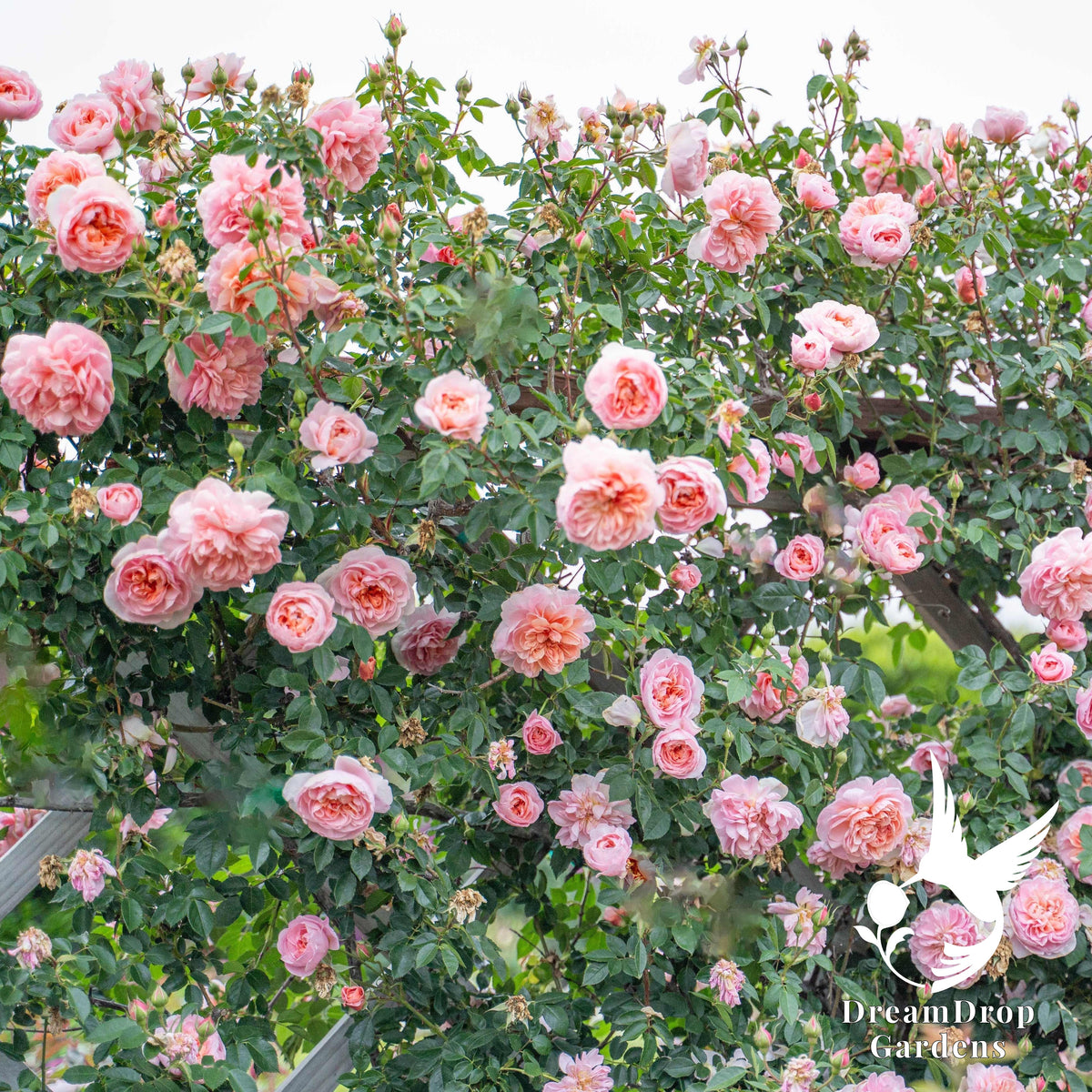 Rose - Colette — DreamDrop Gardens photo 6