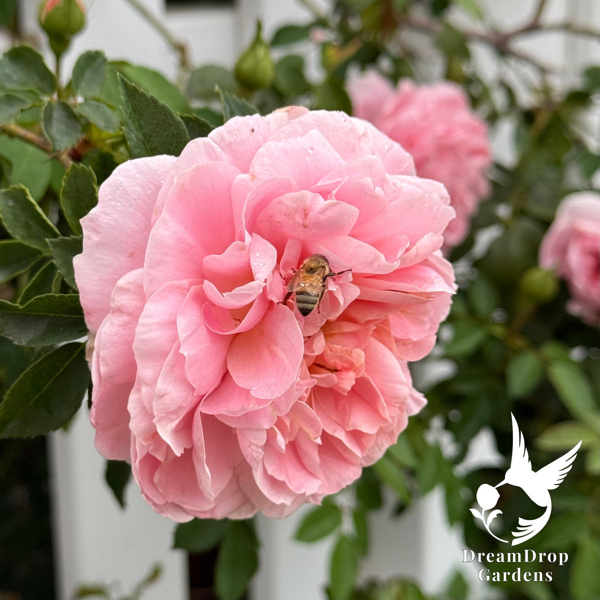 Rose - Colette — DreamDrop Gardens photo 7