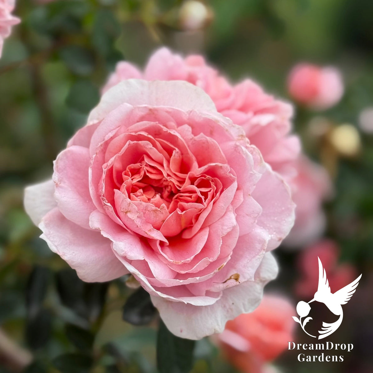Rose - Colette — DreamDrop Gardens photo 8