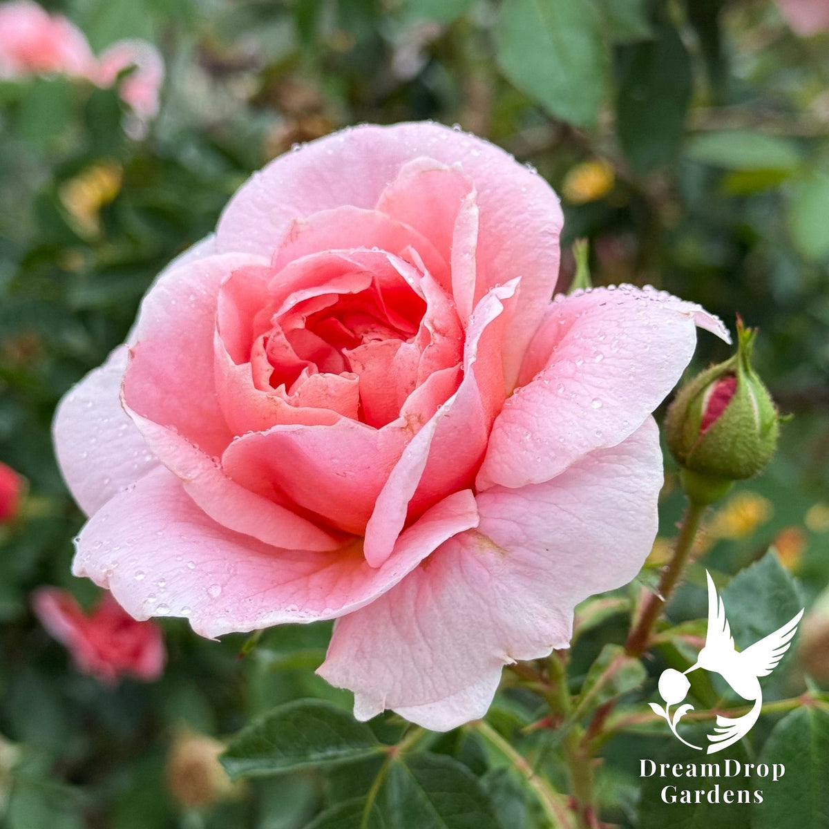 Rose - Colette — DreamDrop Gardens photo 9