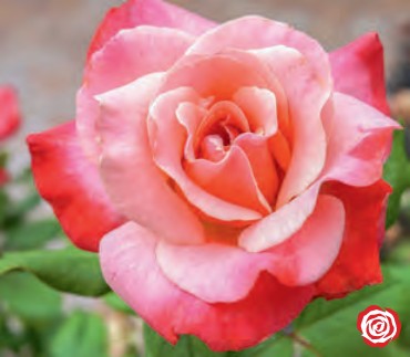 Rose - Color Magic