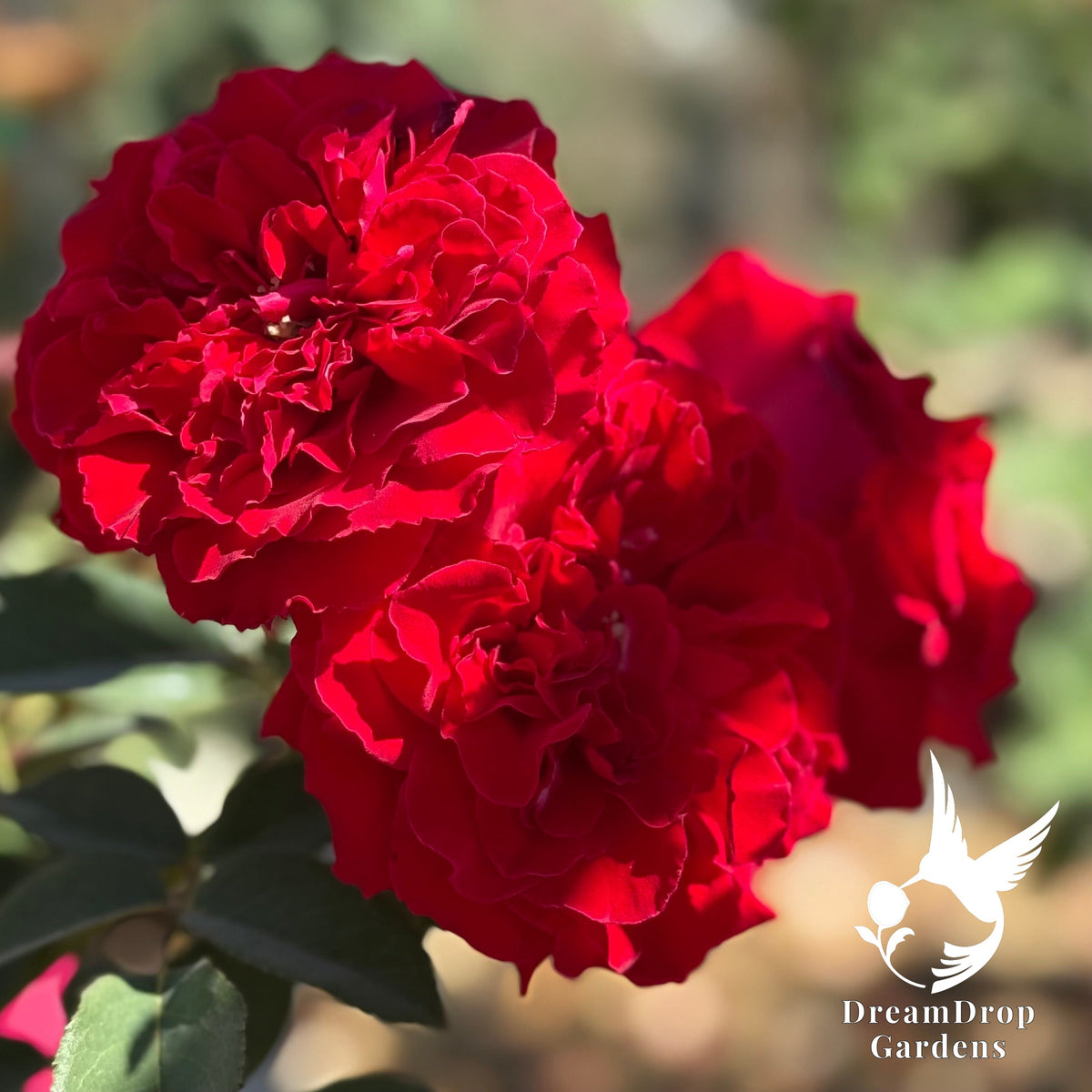 Rose - Dancing in the Dark — DreamDrop Gardens photo 10