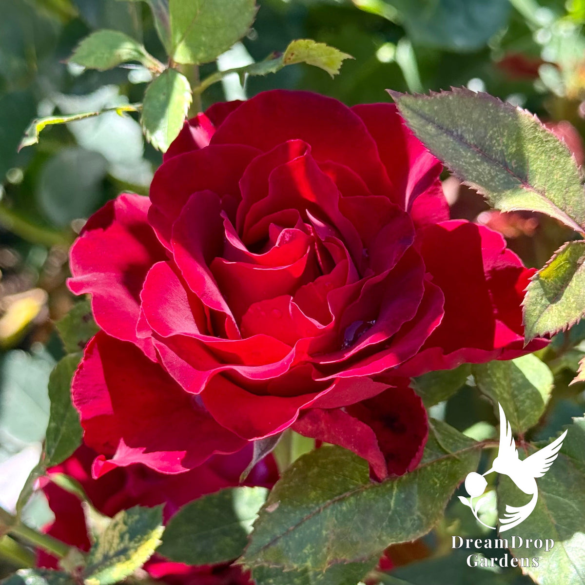 Rose - Dancing in the Dark — DreamDrop Gardens photo 11