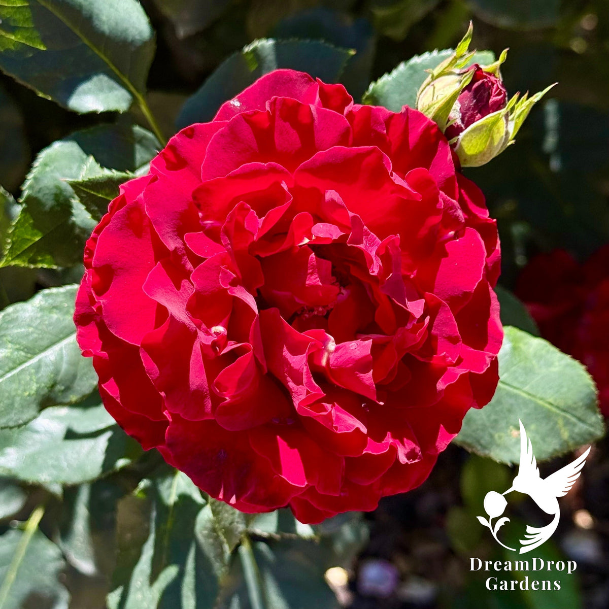 Rose - Dancing in the Dark — DreamDrop Gardens photo 12
