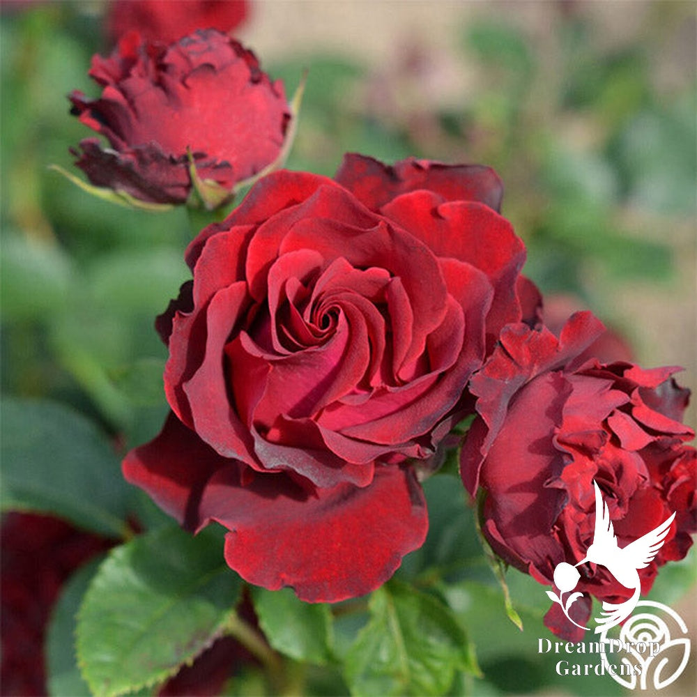 Rose - Dancing in the Dark — DreamDrop Gardens photo 13