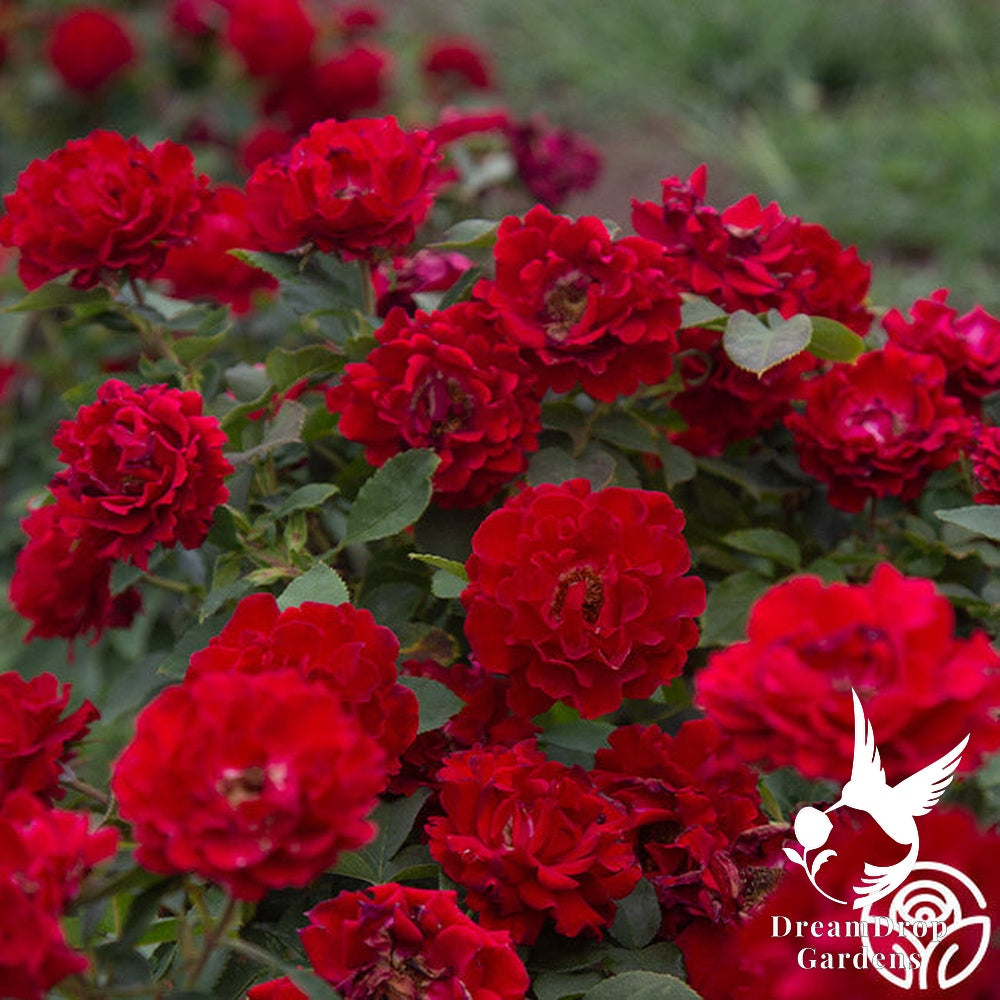 Rose - Dancing in the Dark — DreamDrop Gardens photo 14