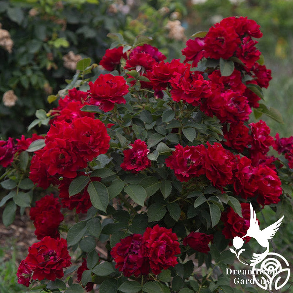 Rose - Dancing in the Dark — DreamDrop Gardens photo 15