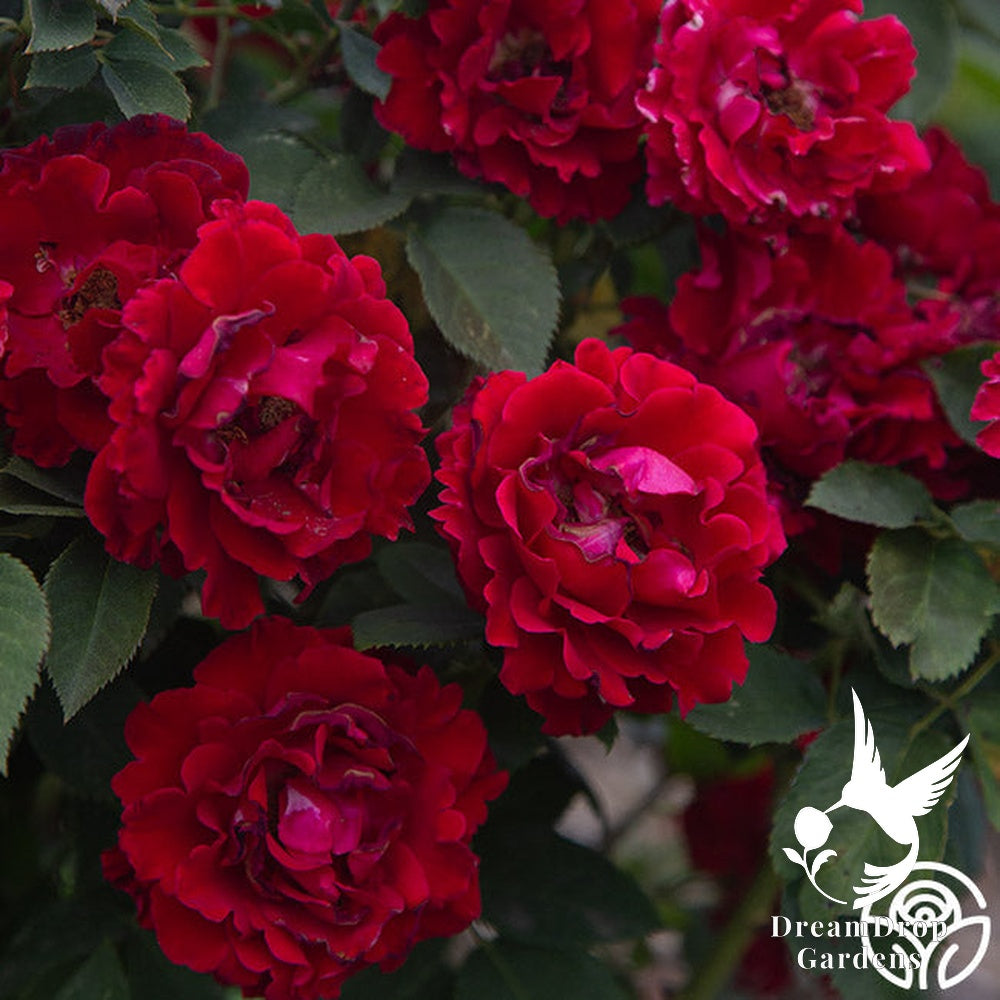 Rose - Dancing in the Dark — DreamDrop Gardens photo 16