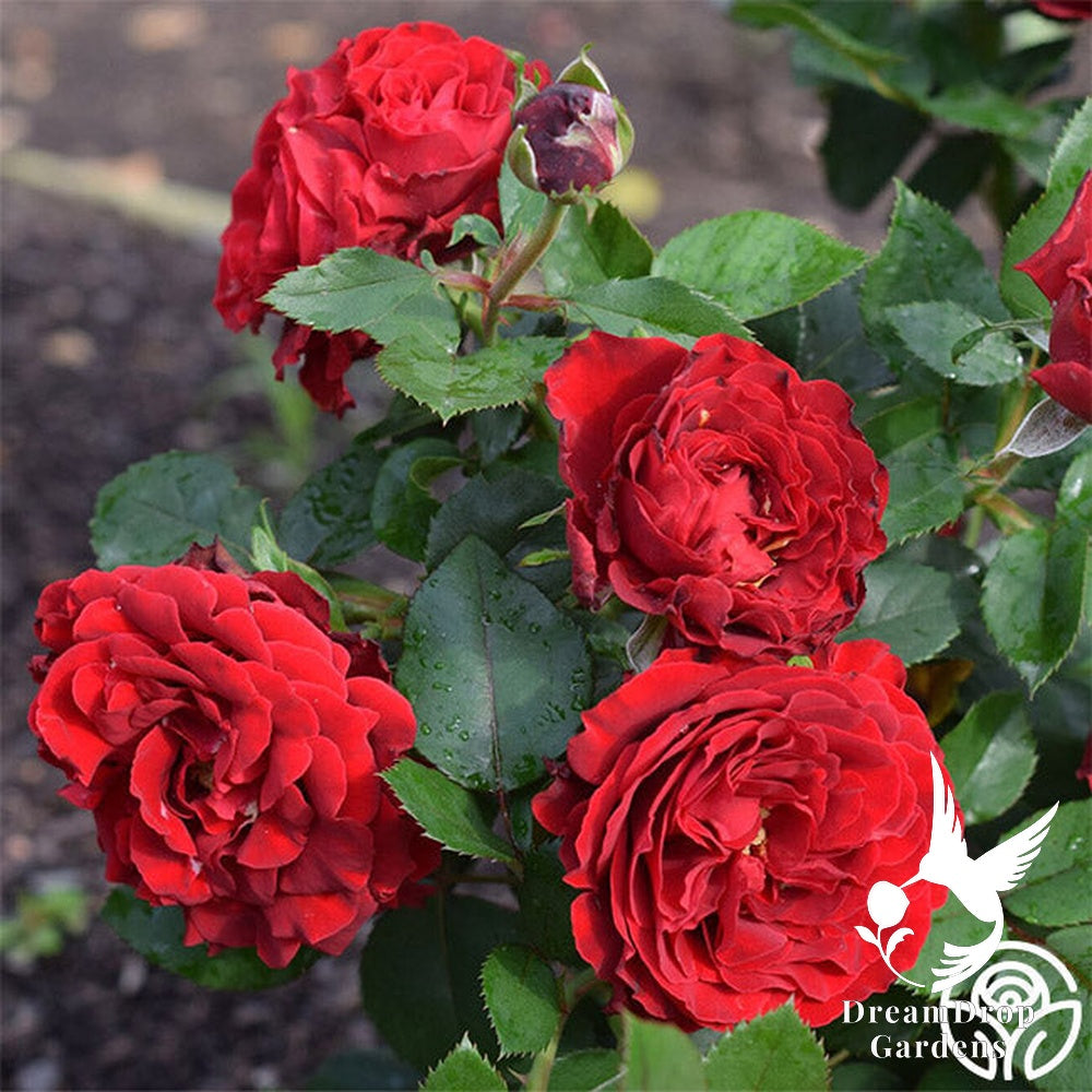 Rose - Dancing in the Dark — DreamDrop Gardens photo 17