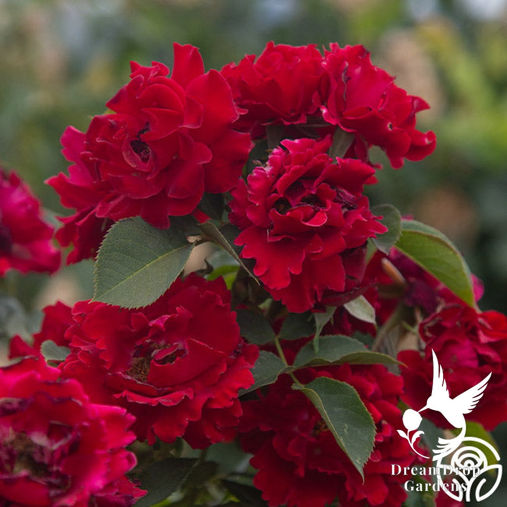 Rose - Dancing in the Dark — DreamDrop Gardens photo 18