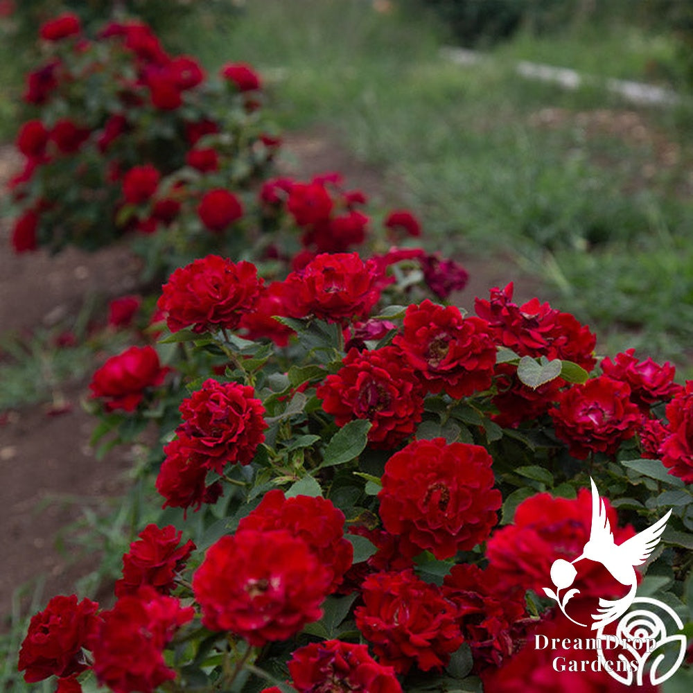 Rose - Dancing in the Dark — DreamDrop Gardens photo 19