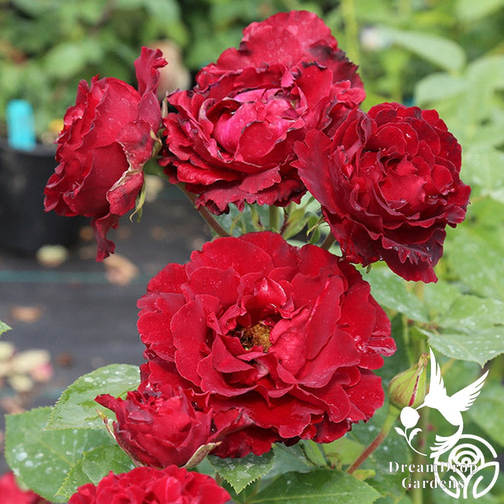 Rose - Dancing in the Dark — DreamDrop Gardens photo 20