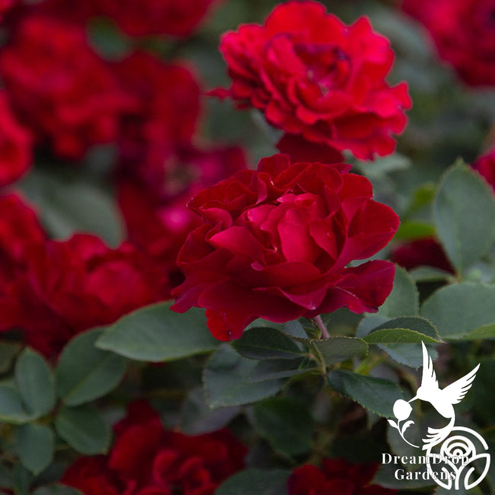 Rose - Dancing in the Dark — DreamDrop Gardens photo 21