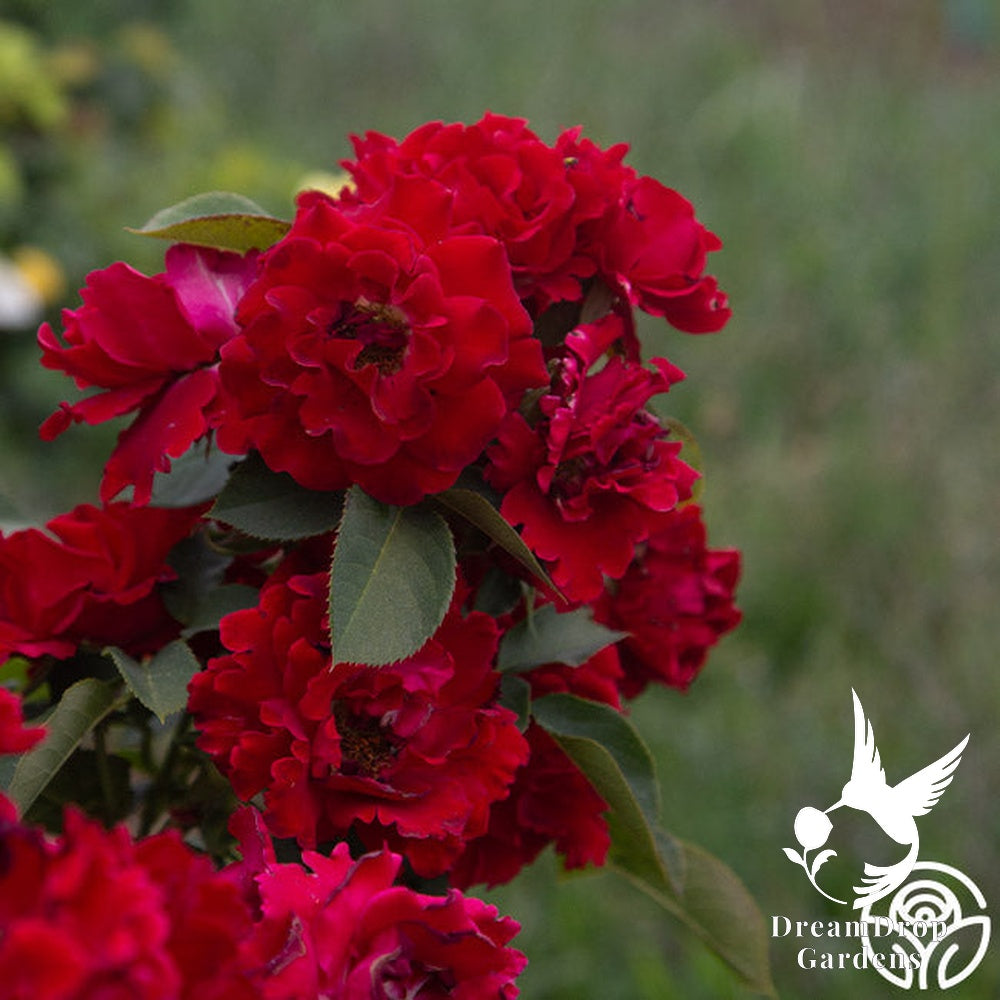 Rose - Dancing in the Dark — DreamDrop Gardens photo 22