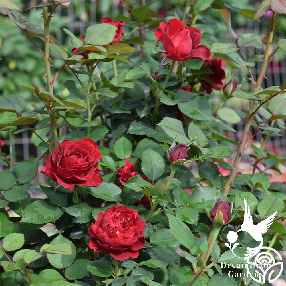 Rose - Dancing in the Dark — DreamDrop Gardens photo 23