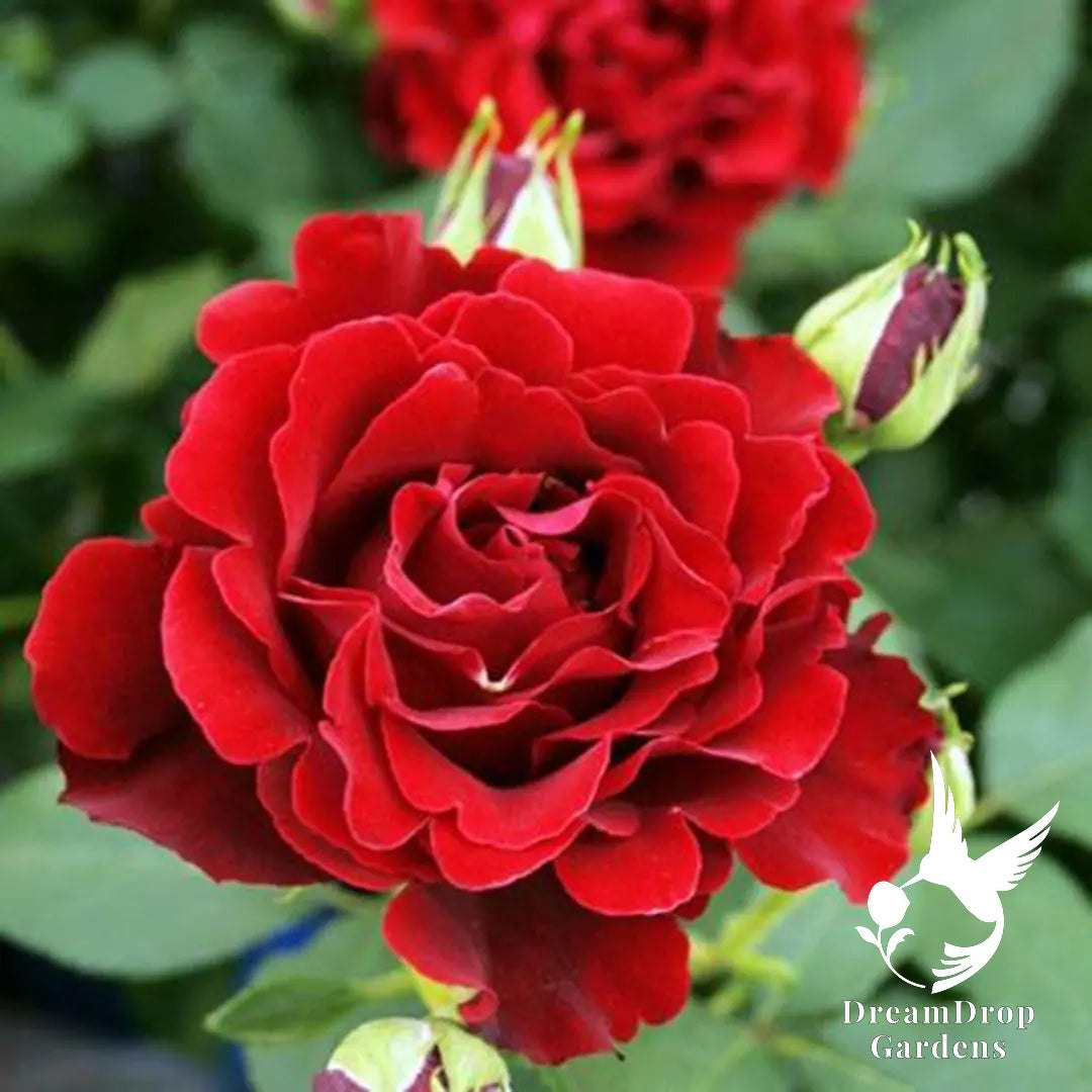 Rose - Dancing in the Dark — DreamDrop Gardens photo 2