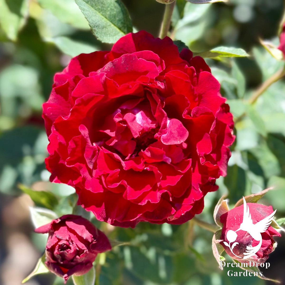 Rose - Dancing in the Dark — DreamDrop Gardens photo 3