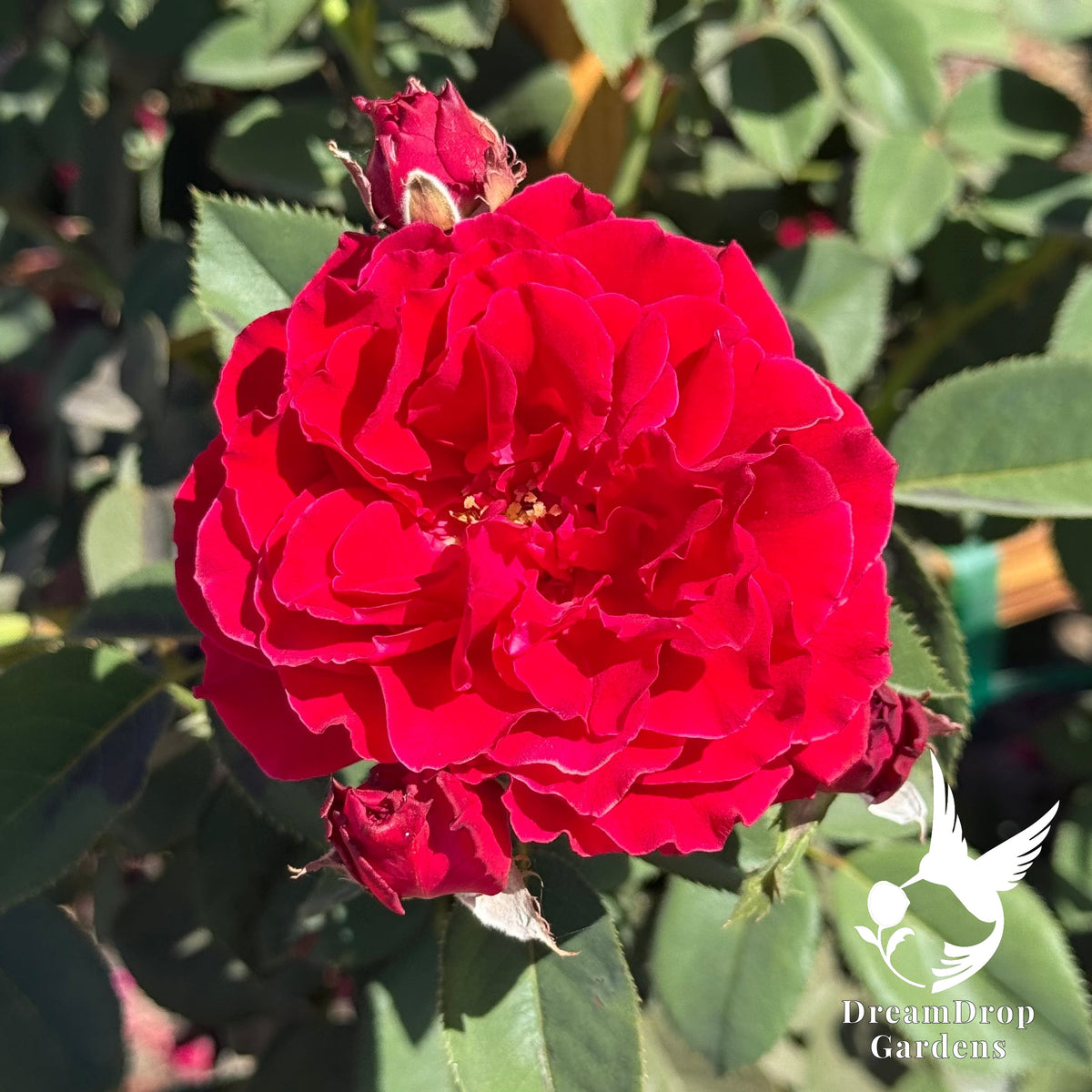 Rose - Dancing in the Dark — DreamDrop Gardens photo 4